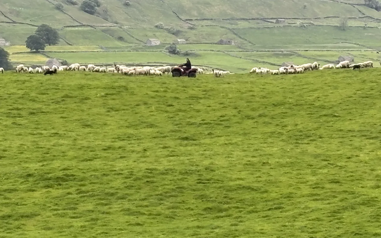 Sheep grazing in a green North York Moors dale on the Whitby, Moors and Coast tour